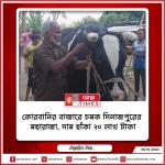 কোরবানির বাজারে চমক ‘দিনাজপুরের মহারাজা’, দাম হাঁকা ২০ লাখ টাকা